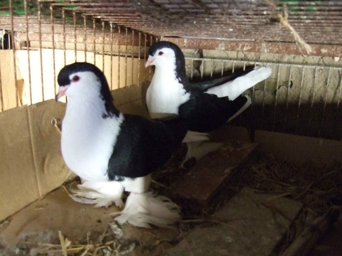 Pareja Lahore Negra 1 (1) - Lahore