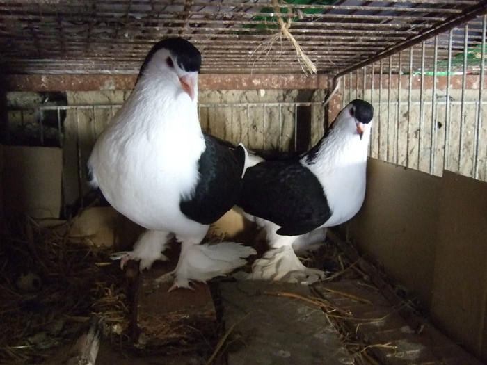 Pareja Lahore Negra 1 (2)