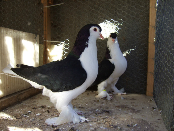 Pareja Lahore Negra 3 (1)