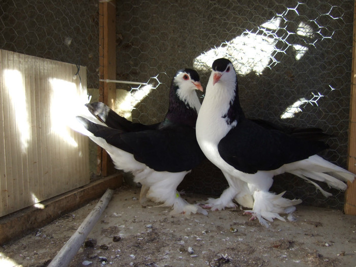 Pareja Lahore Negra 3 (2) - Lahore