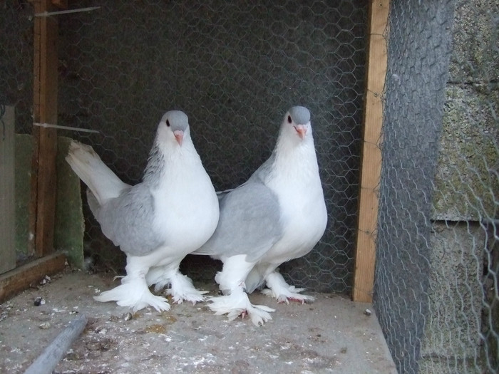 Pareja Lahore Lavanda 4  (2)