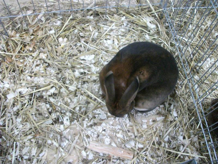 Picture 034