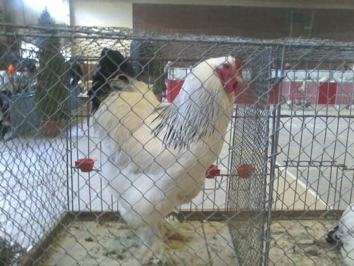 Fotografie-0169 - expo ungaria