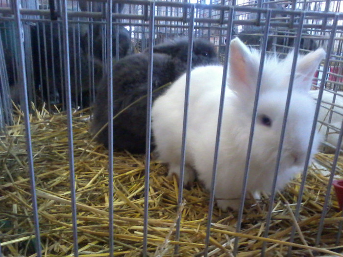 Fotografie-0170 - expo ungaria