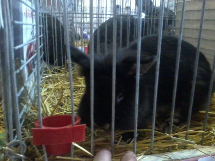 Fotografie-0171 - expo ungaria