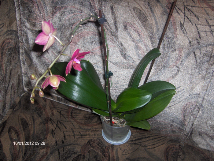 REVOLUTIONARA cu o tija inflorita...2012..