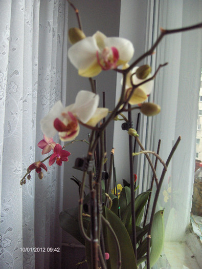 GRUP DE VEDETE...	:))...2012