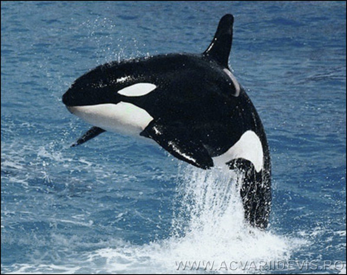 orca_a - animale din apa