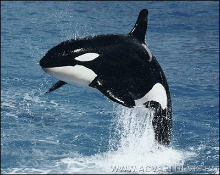orca_a