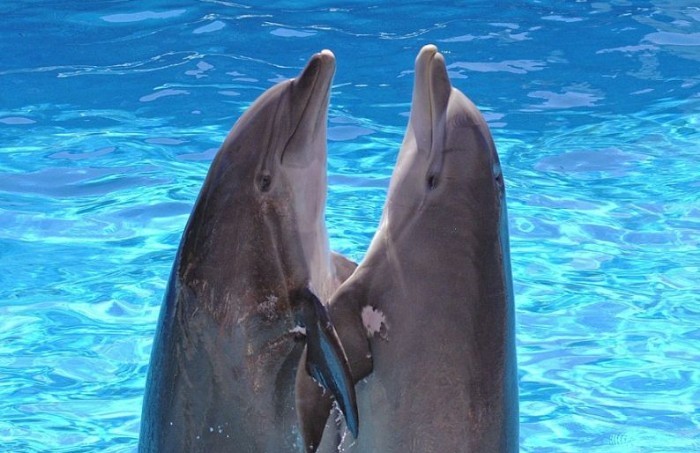 Poze Haioase Delfini Animale Din Apa Alex123