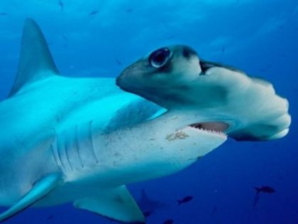 rechin ciocan - animale din apa - alex123