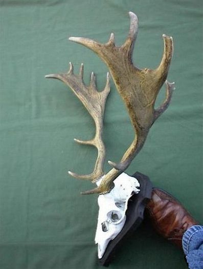 Lopatar, ramuri de 50 cm _1000 de ron