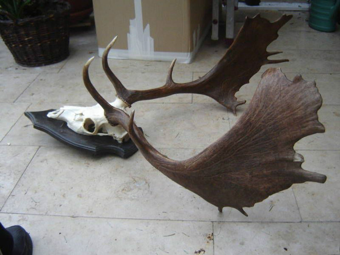 2500 de lei; .. ramuri simetrice, de marime impresionanta ...
  Culoare castanie rara
