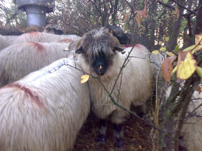 160420063699 - PUI 2011