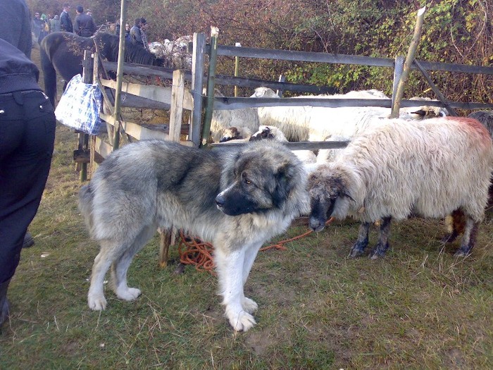 160420063749 - PUI 2011