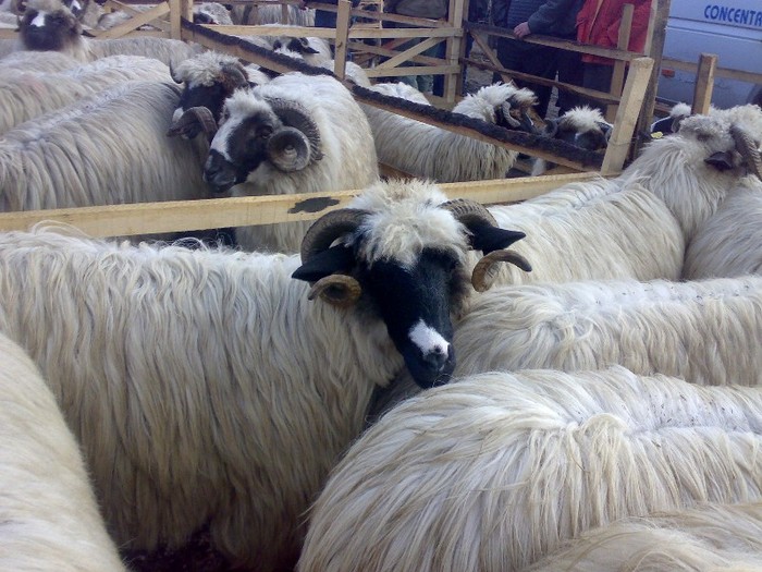 160420063771 - PUI 2011