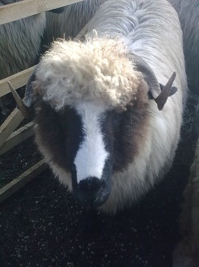 Imagine0580 - PUI 2011