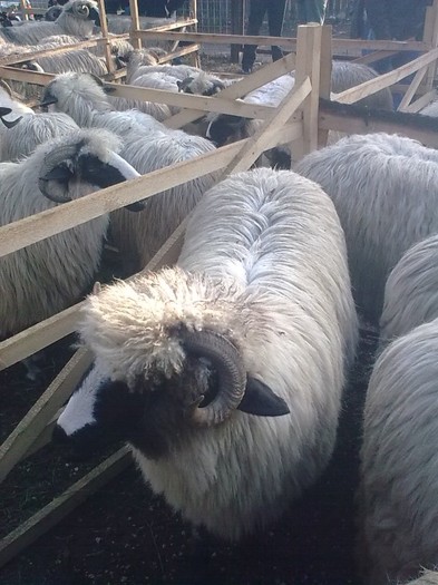 Imagine0581 - PUI 2011