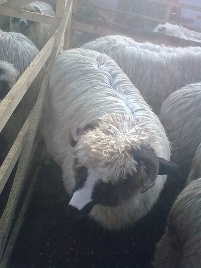 Imagine0583 - PUI 2011