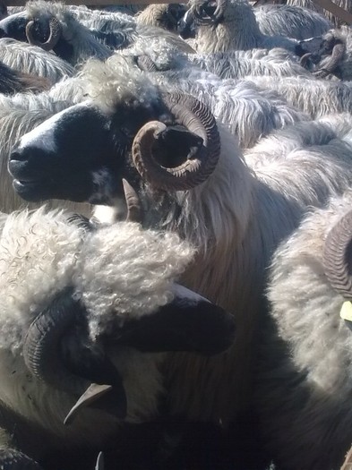 Imagine0683 - PUI 2011