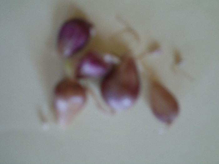 seminte usturoi peren - xx- plante 2012