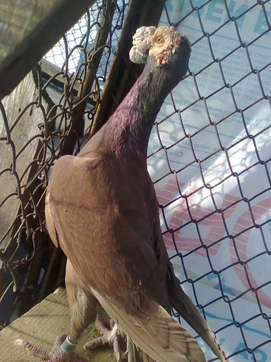 F 2008de vinzare - Carieri