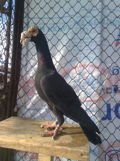 M 2009 vindut - Carieri