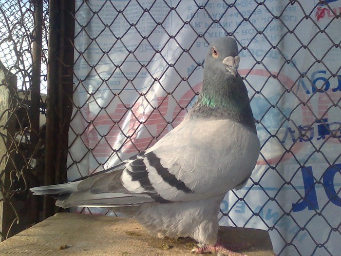 F 2009 - Standard