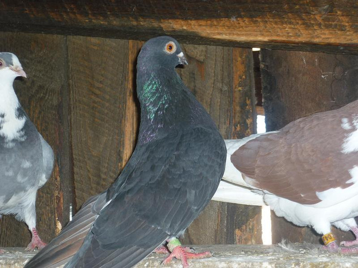 Negru din arginti ochi galbeni - Poze noi- cativa din ei