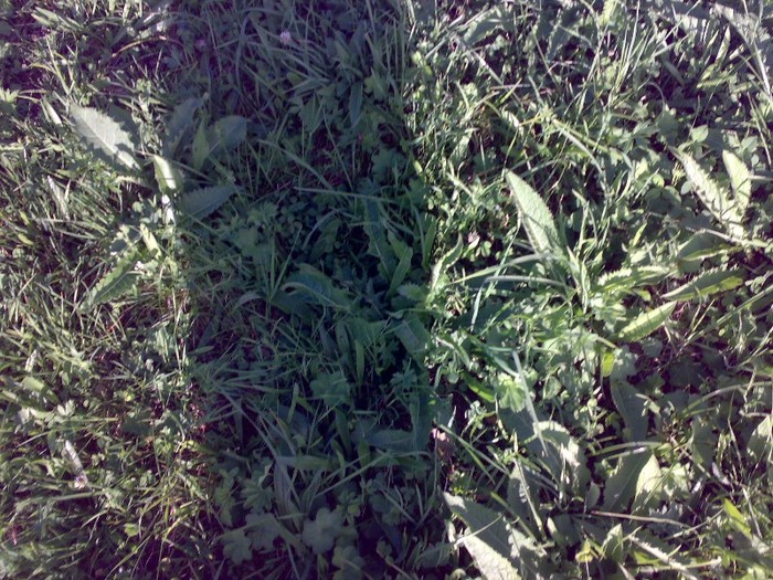 310120062646 - GEMENEA satu meu