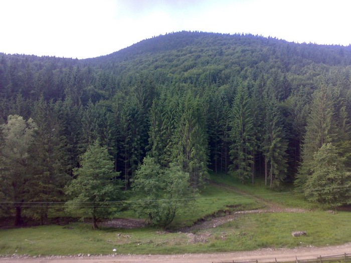 130120062252 - GEMENEA satu meu