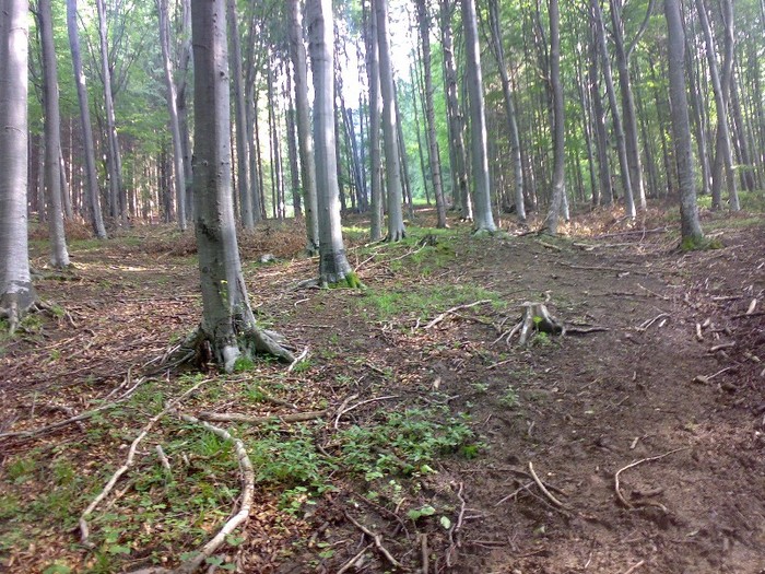 130120062255 - GEMENEA satu meu