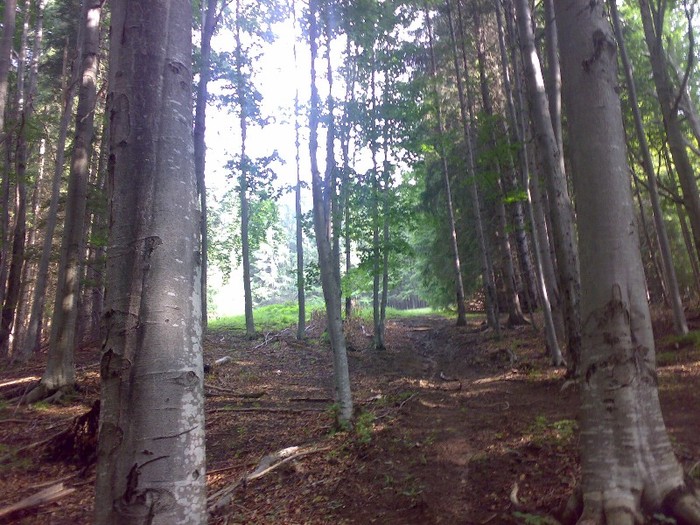 130120062260 - GEMENEA satu meu