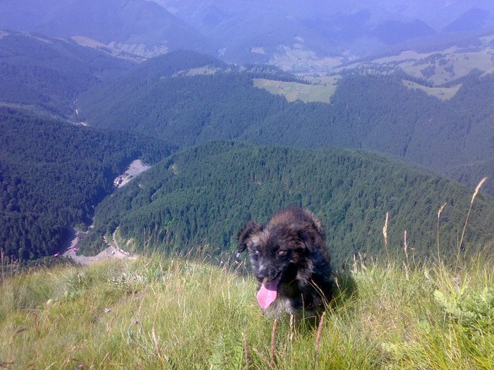 200120062314 - GEMENEA satu meu