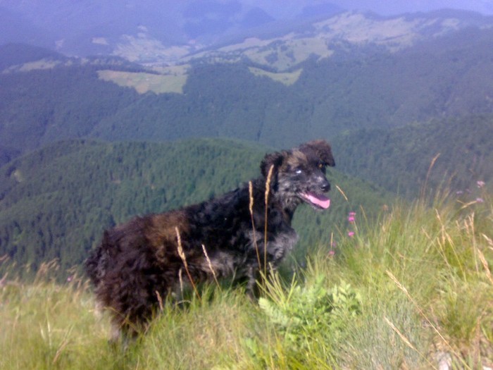 200120062316 - GEMENEA satu meu