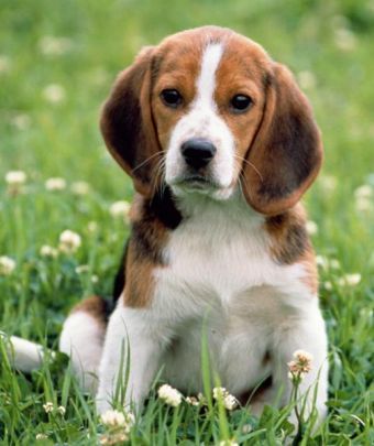 9715_0000093153_W340-H405-HA1-VA4[1]