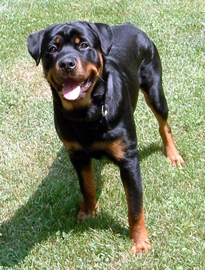 Cainele-din-rasa-Rottweiler-are-nevoie-de-companie-si-socializare-pentru-a-duce-o-viata-fericita[1]