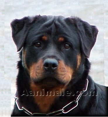 Rottweiler1[1]