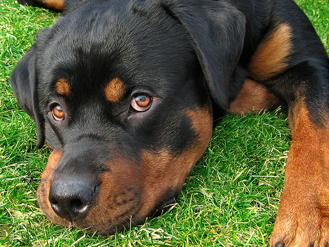 Rottweiler5[1]