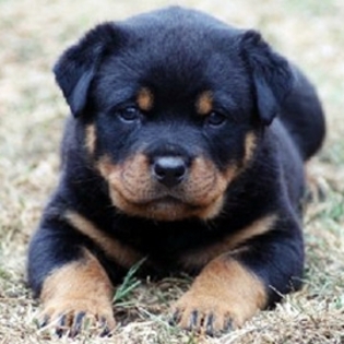 rottweiler-pui[1]