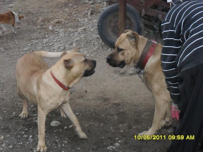 SDC11857 - vand  catei  presa canario si parintii