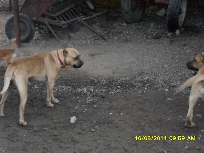 SDC11856 - vand  catei  presa canario si parintii