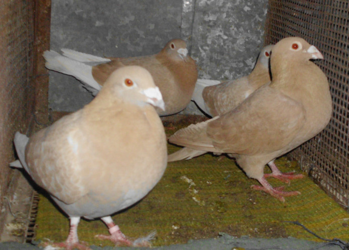 g - f Voiajori ornament 2012