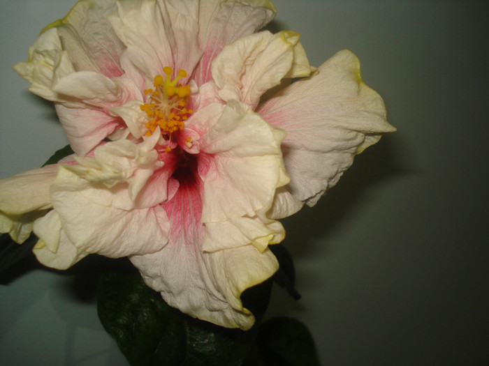 DSC01455 - HIBISCUS 2012