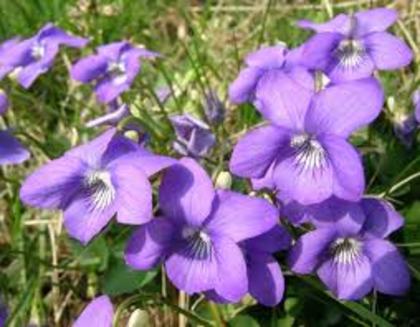 violeta - alege floarea preferata