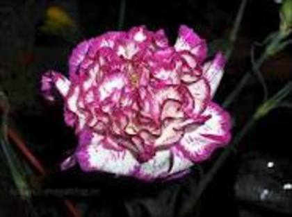 garoafa-2 voturi - alege floarea preferata