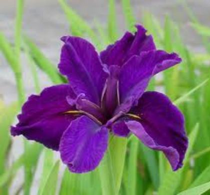 iris - alege floarea preferata