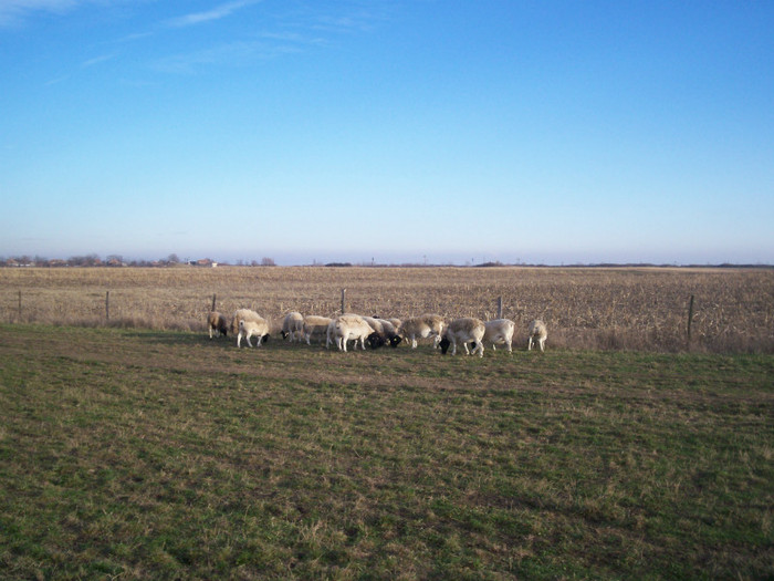 Ianuarie 2012 - la camp 016; O parte dintre oile Dorper
