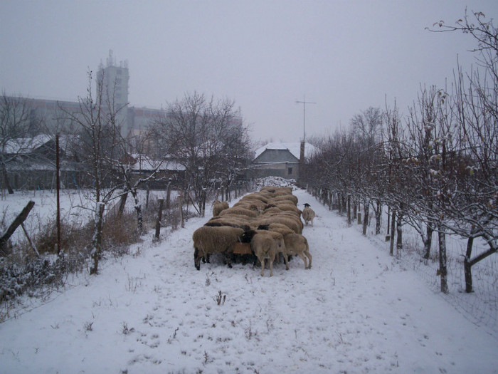 Ianuarie 2012 - acasa 003; Micul dejun cu "cereale"
