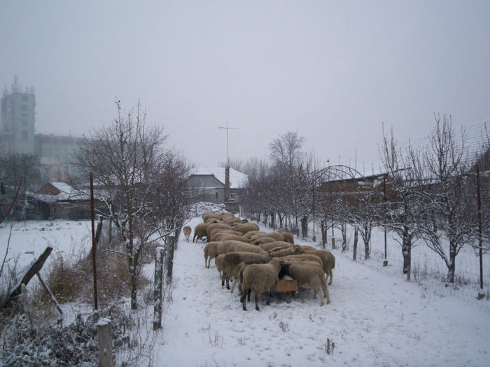 Ianuarie 2012 - acasa 005; Micul dejun cu "cereale"
